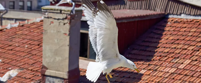 Residential Chimney Animal Removal Solution in Crest Hill, IL